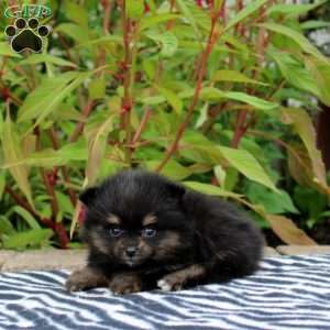Trinity, Pomeranian Puppy